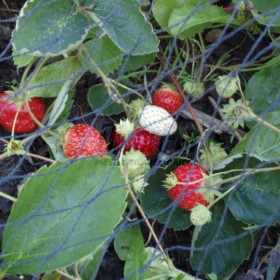 Plasa pentru gradina