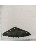 BLADE SCIABOLA